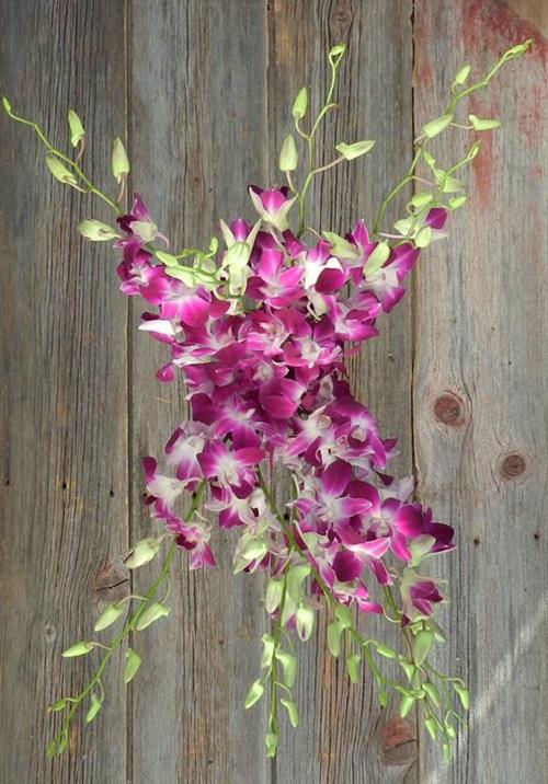 BOMBAY  BI-COLOR PURPLE/ WHITE DENDROBIUM ORCHID